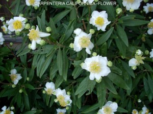 Carpenteria californica - blossom